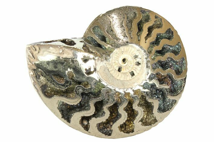 One Side Polished, Pyritized Fossil Ammonite - Russia #174970